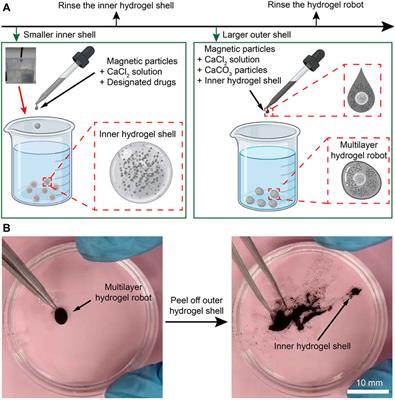 Magnetic multilayer hydrogel oral microrobots for digestive tract treatment
